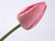 我会解释.桃花潭